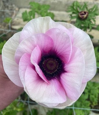 Zawilec Cristina bicolor Rosa