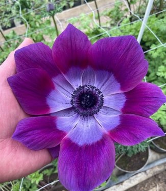 Zawilec Cristina Viola-Magenta