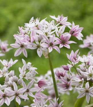 Allium Cameleon