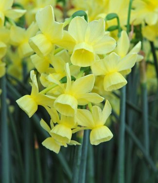 Żonkil Angel's Breath