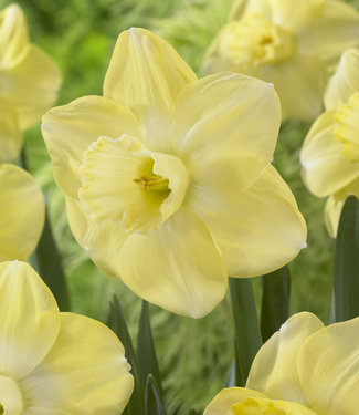 Narcis Avalon