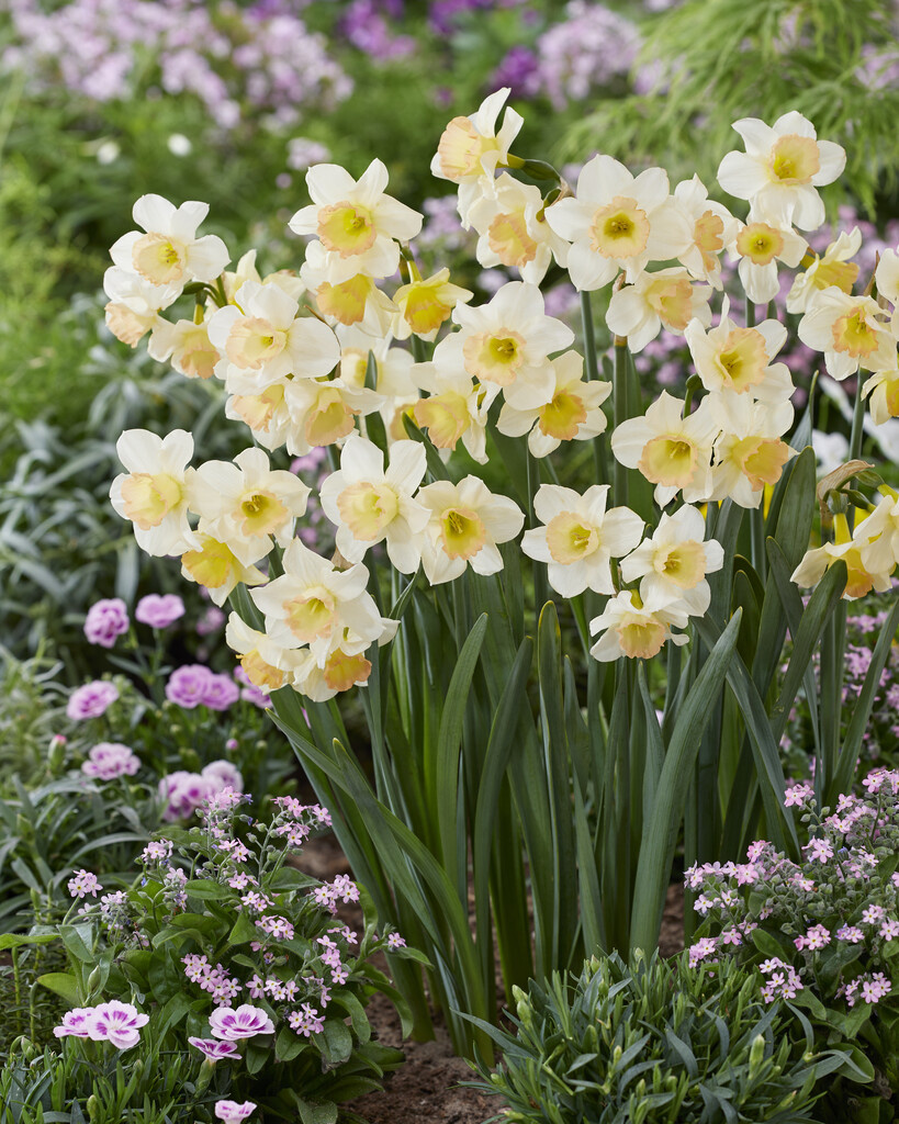 Daffodil bulbs Cosmopolitan exclusive smalcupped pink daffodil