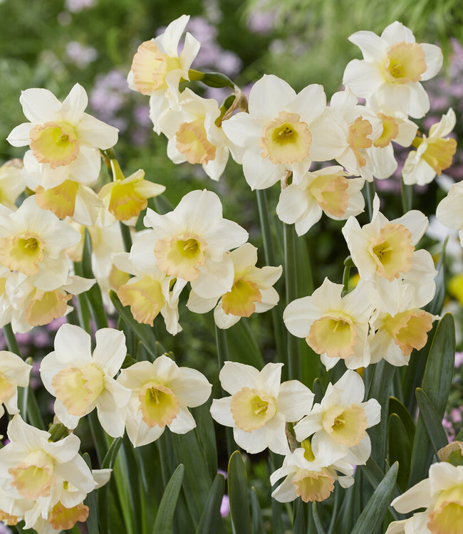 Bulbes De Jonquilles Cosmopolitan Belle Jonquille Couronne Rose bulbes-de-jonquilles-cosmopolitan-belle-jonquille-couronne-rose