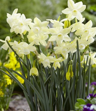 Narcissus Moonlight Sensation