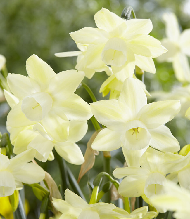 Narcissus Moonlight Sensation