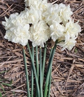 Żonkil Ocean's Eleven