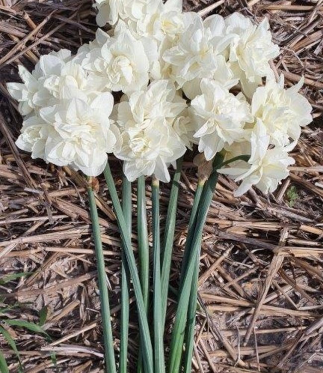 White Daffodil