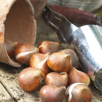 Flower bulbs
