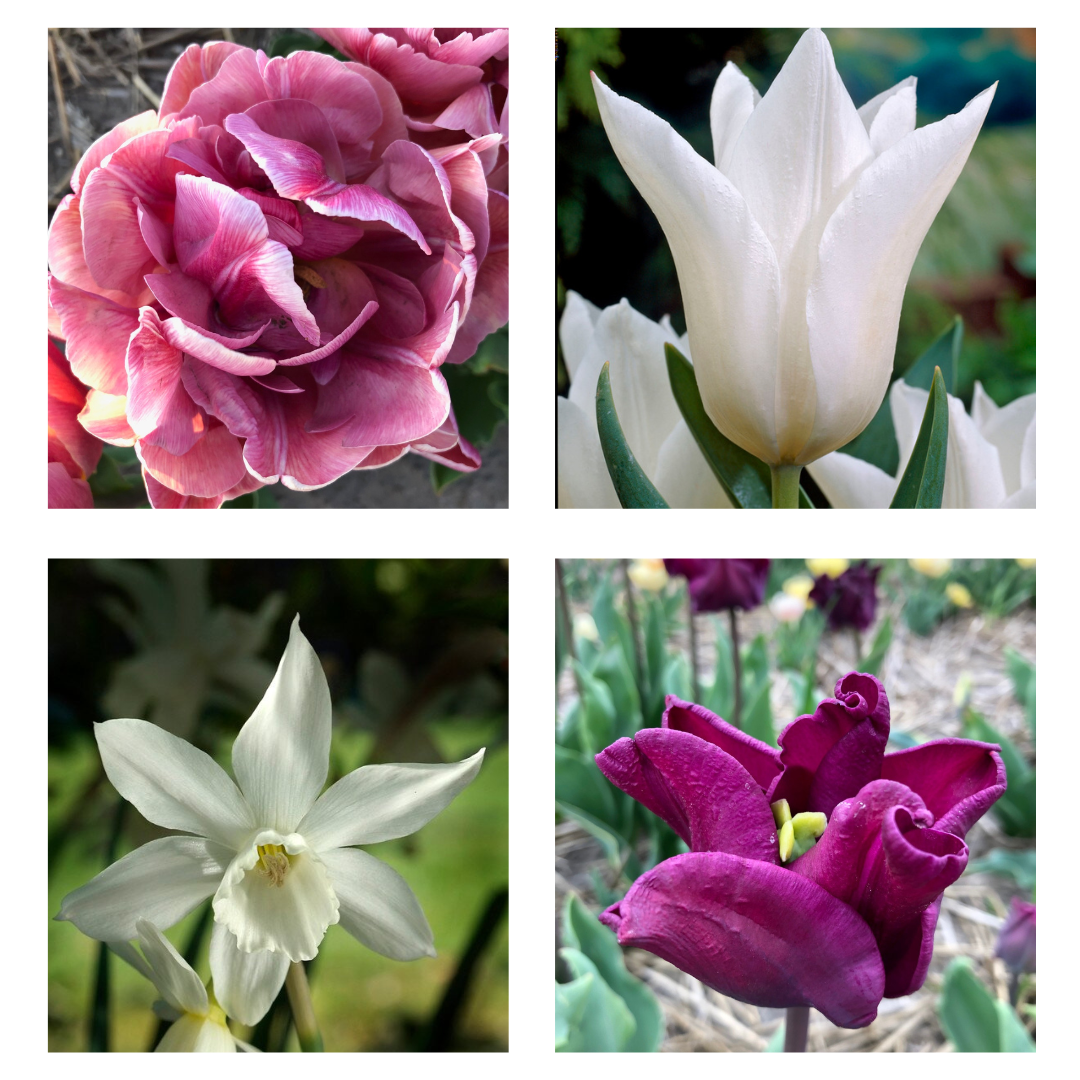 Flowerbulbs Katrins Garten Collection lovely pink/white collection