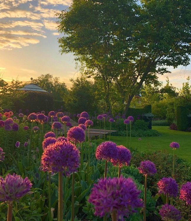 Flowerbulbs Katrins Garten Collection lovely pink/white collection