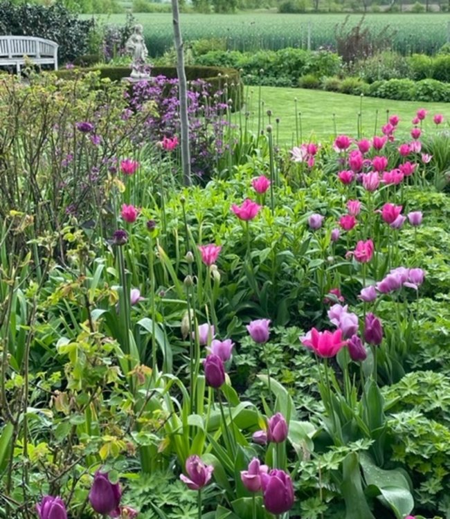 Flowerbulbs Katrins Garten Collection lovely pink/white collection