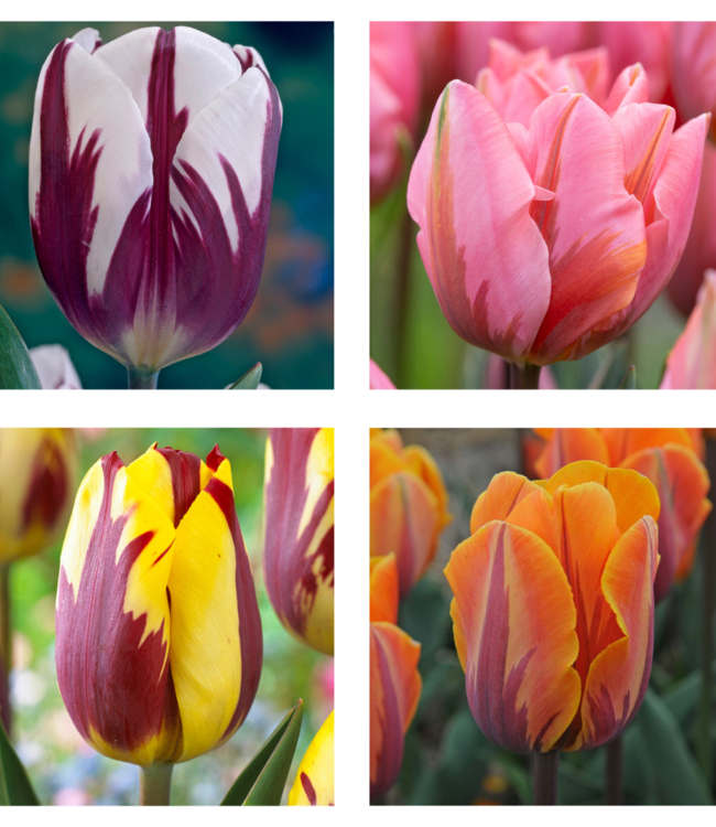 Rembrandt Tulp Collectie