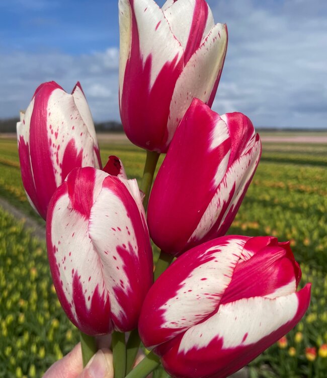 Tulipe Flaming Desire