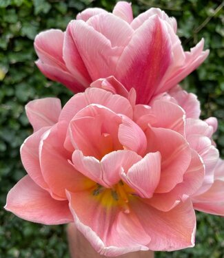 Tulp Coral Blush