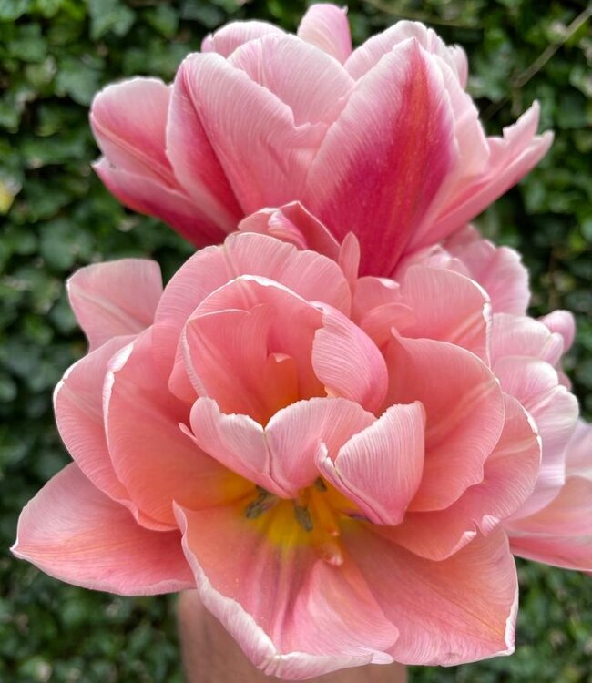 Tulipa Coral Blush