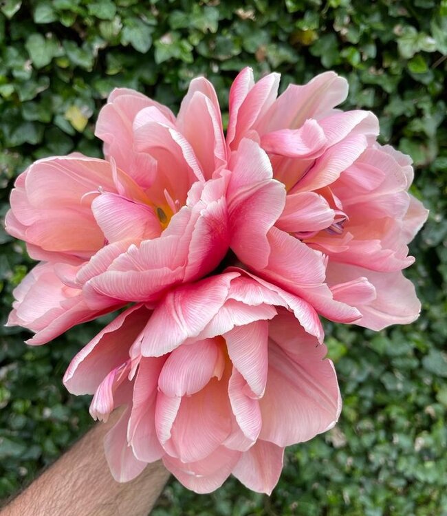 Tulipa Coral Blush