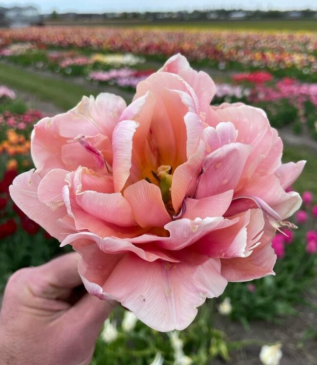 Tulipan Coral Blush