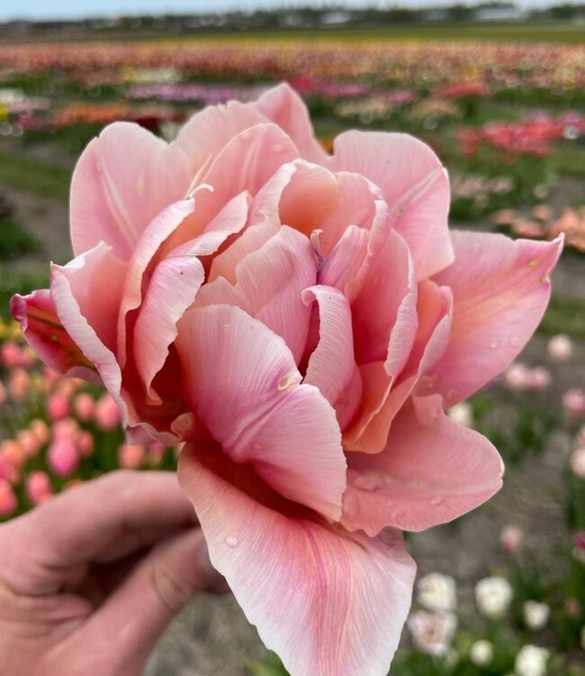 Tulipa Coral Blush