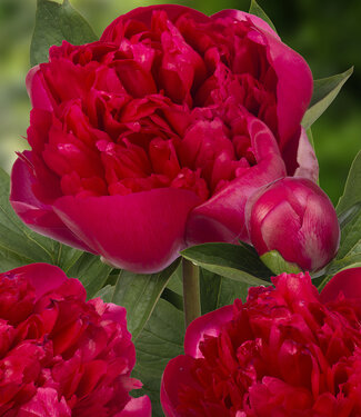 Peony Belgravia