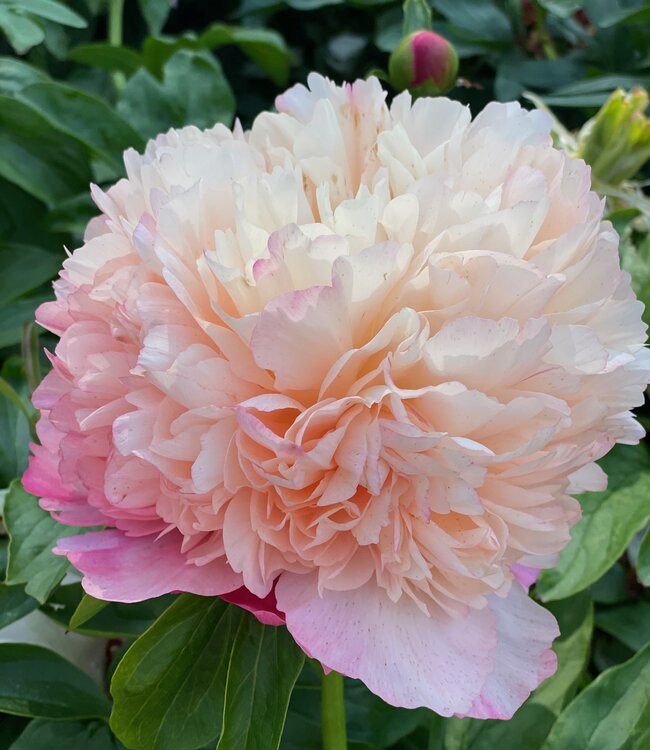 Pivoine Coral Pom Pom