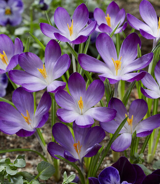 Krokus Ruby Giant