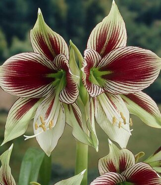 Amaryllis Papilio