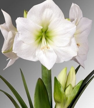 Amaryllis Mount Blanc