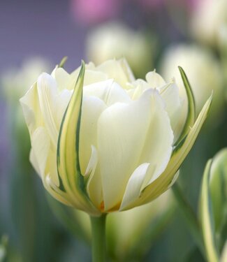 Tulp Exotic Emperor