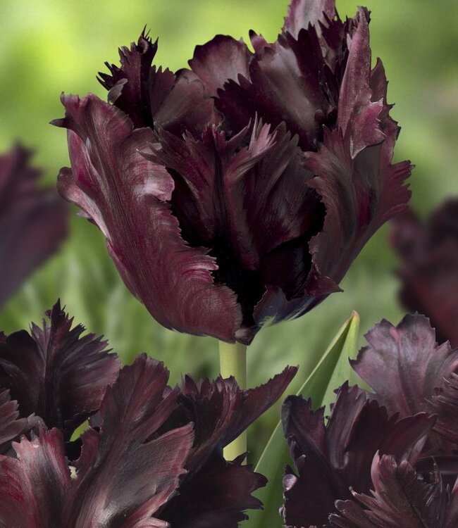 Tulp Black Parrot