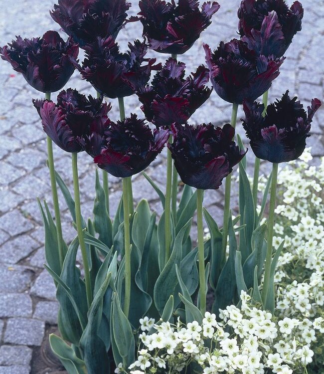 Tulipa Black Parrot