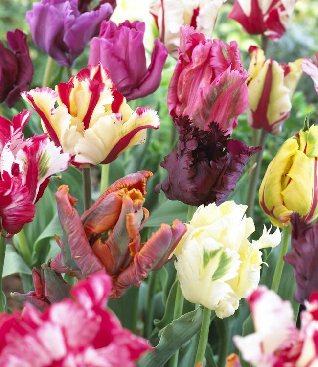 Tulipa Black Parrot