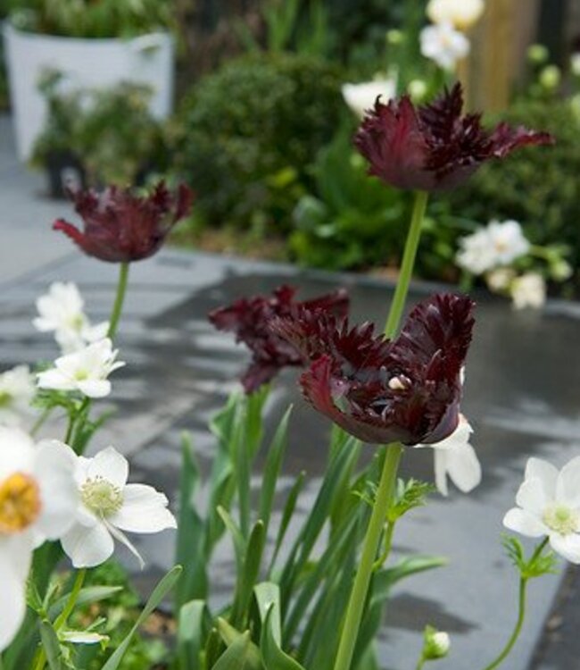 Tulipa Black Parrot