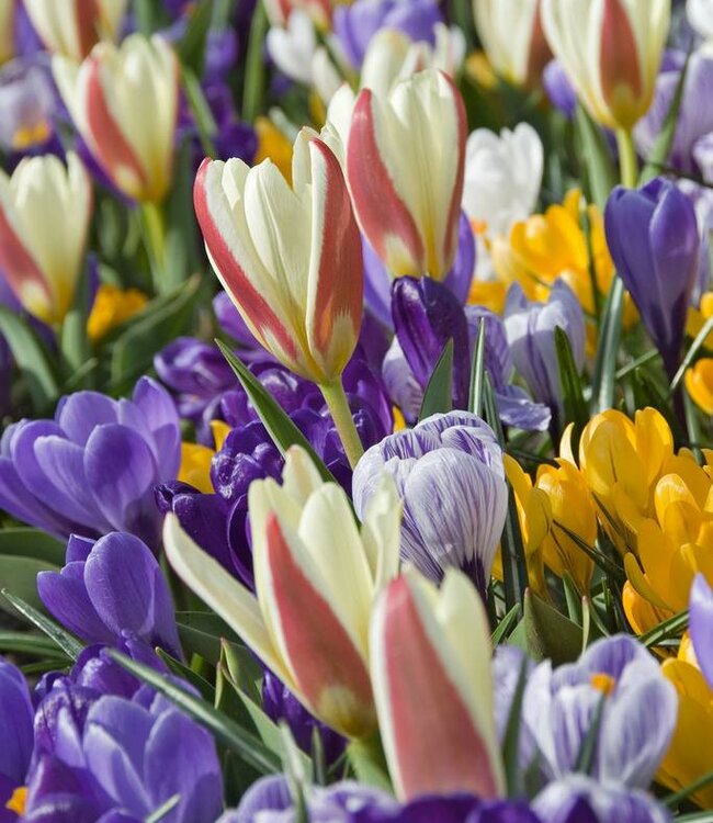 Krokus Flower Record