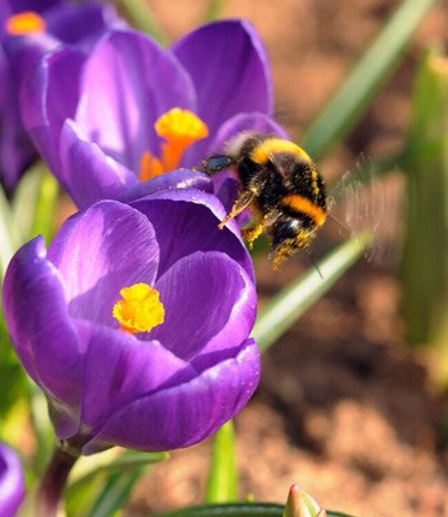 Krokus Flower Record