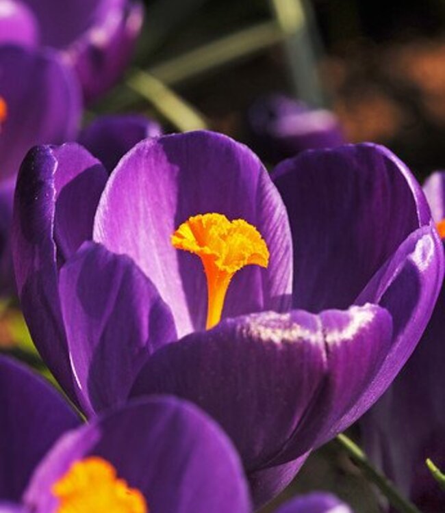 Krokus Flower Record