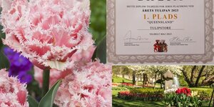 Tulip Store wint 1e prijs met tulp Queensland bij tulpenfestival in Deens kasteelpark Gavnø.