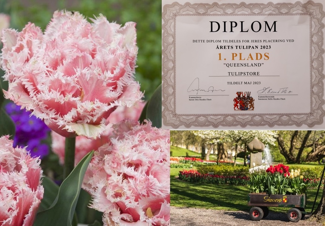 Tulip Store wins 1st prize with tulip Queensland at the tulip festival in Danish castle park Gavnø.
