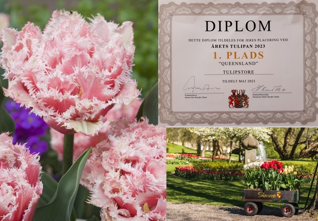 Tulip Store gewinnt mit der Tulpe Queensland den 1. Preis beim Tulpenfestival im dänischen Schlosspark Gavnø.