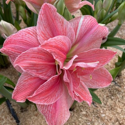 Amaryllis