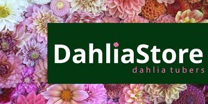 Tulip Store presenteert: Dahlia Store