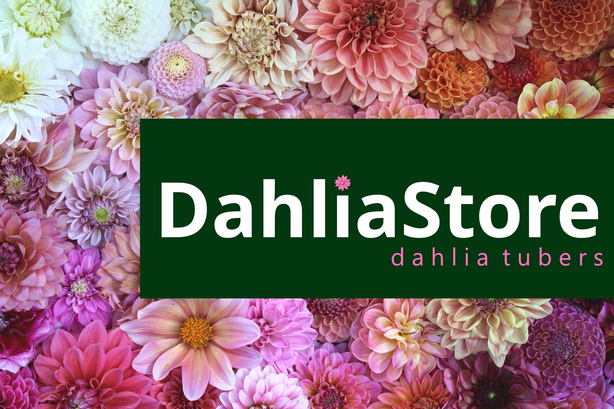 Tulip Store präsentiert: Dahlia Store