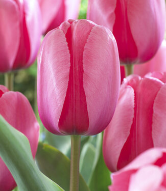 Tulip Pink Impression