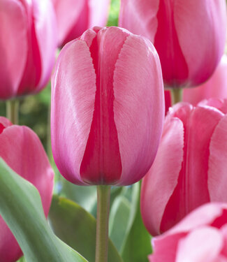 Tulpe Pink Impression