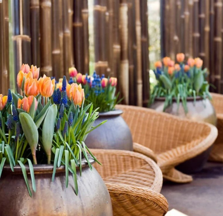 Oranje tulpen in potten met mooie stoelen