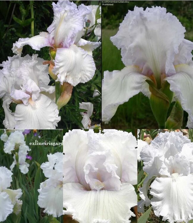 Iris Germanica Laced Cotton