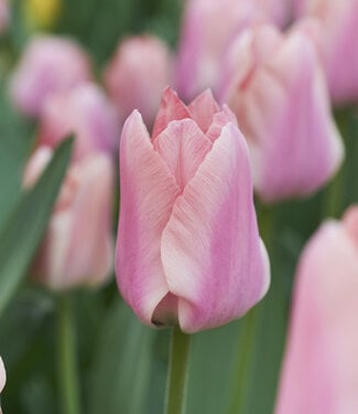 Tulip Apricona