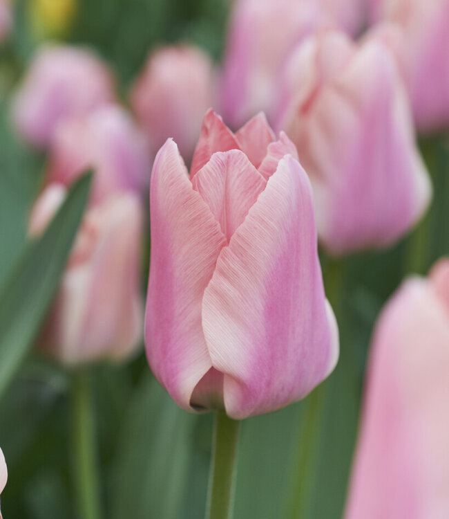 Tulipa Apricona
