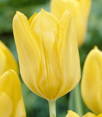 Tulipe Candela