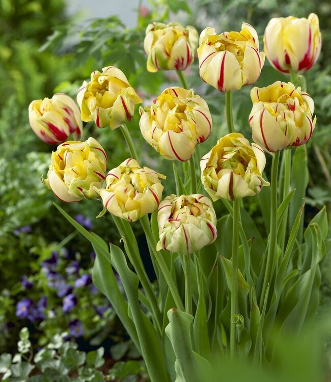 Tulipa Glamour Unique