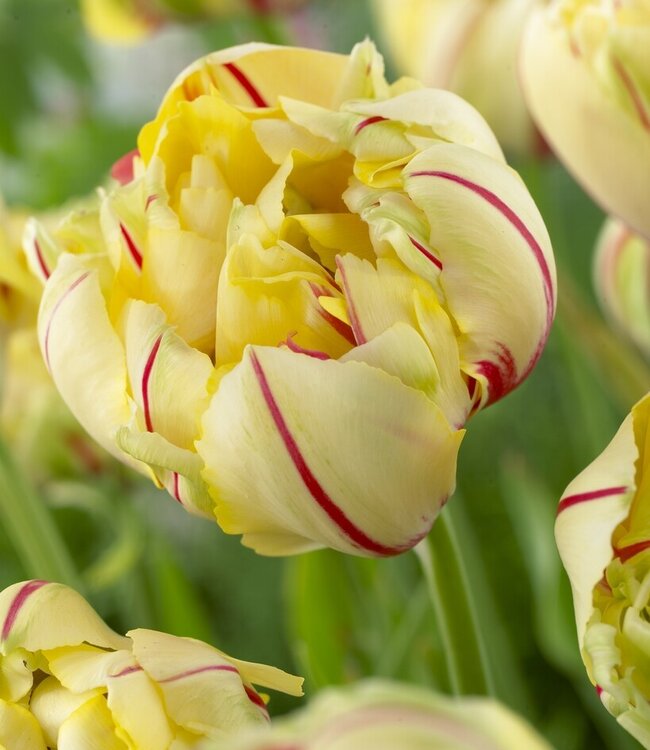 Tulipa Glamour Unique